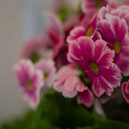 Tra Il Ed Il Balsamico Spilamberto