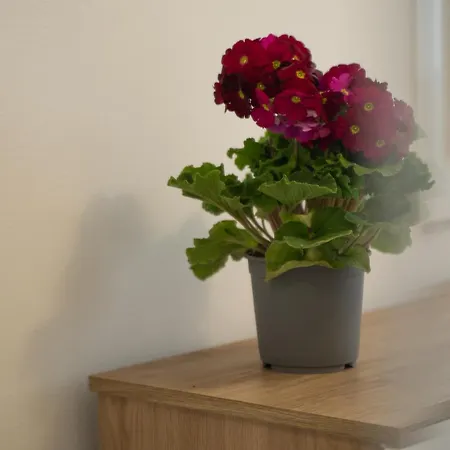 Tra Il Ed Il Balsamico Spilamberto