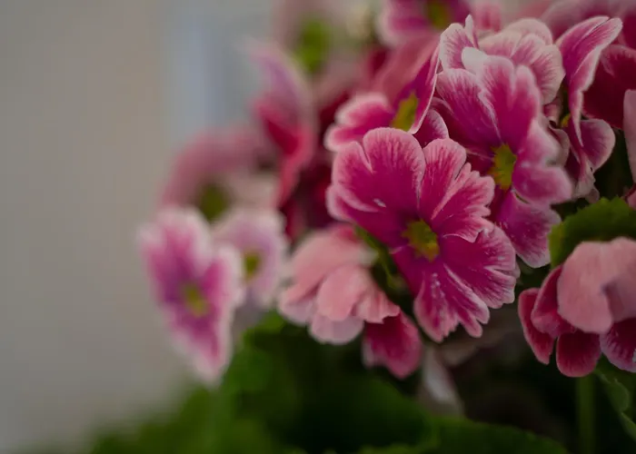 Tra Il Ed Il Balsamico سبيلامبيرتو