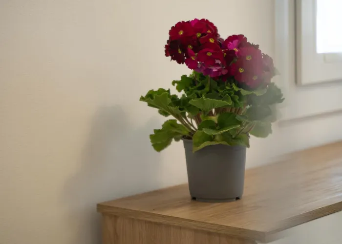 Tra Il Ed Il Balsamico سبيلامبيرتو